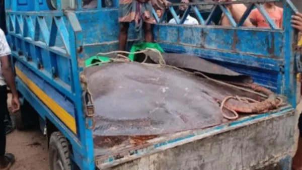 ৮ মণ ওজনের শাপলাপাতা মাছ ১ লাখ টাকায় বিক্রি