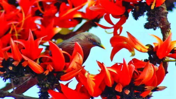 আজ বসন্ত ভালোবাসার দিন