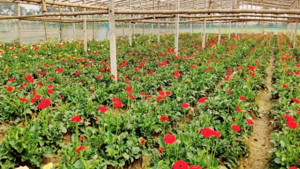 ভালোবাসা দিবসে শতকোটি টাকার ফুল বিক্রির আশা চাষিদের