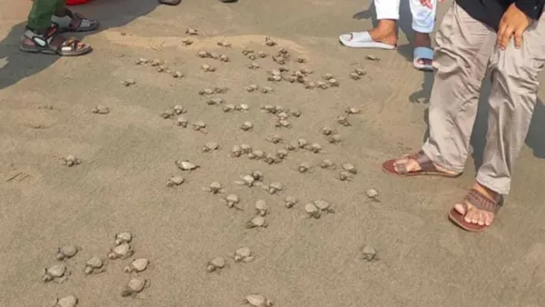 সেন্টমার্টিন সমুদ্রসৈকতে ১৮৩ কচ্ছপের বাচ্চা অবমুক্ত