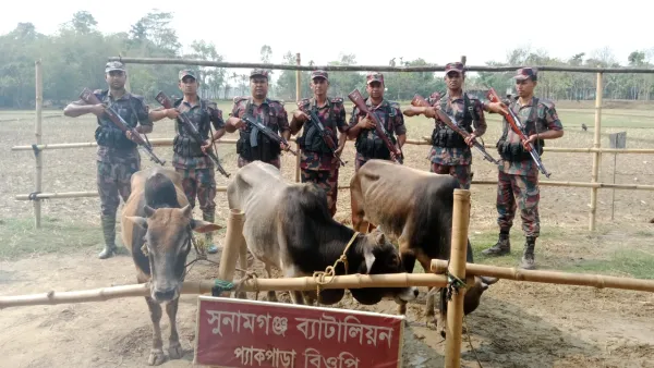 সুনামগঞ্জ সীমান্তে ভারতীয় গরু আটক