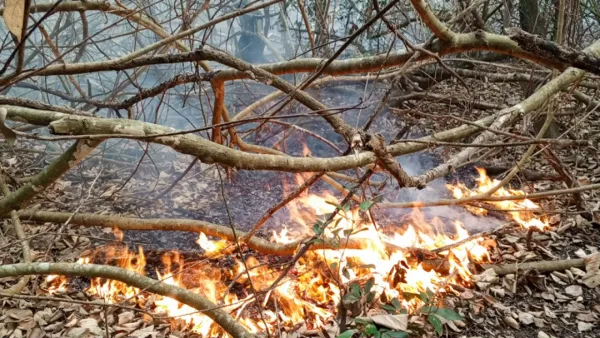 আগুনে পুড়ছে সুন্দরবন, নিয়ন্ত্রণের চেষ্টায় বনরক্ষীরা