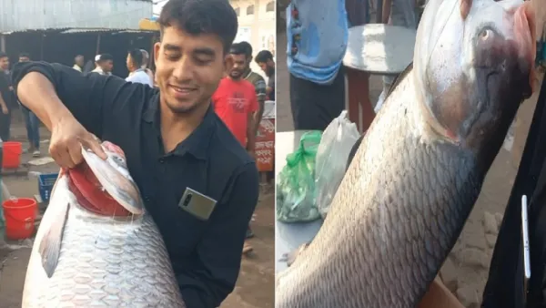 পদ্মায় ধরা পড়ল ১৫ কেজির কাতলা মাছ