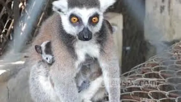 সাফারি পার্ক থেকে চুরি হলো ৩টি আফ্রিকান লেমুর 
