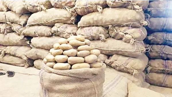 আলু এখন কৃষকের গলার কাঁটা