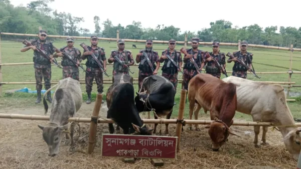 সুনামগঞ্জের সীমান্ত এলাকা থেকে ভারতীয় গরু আটক