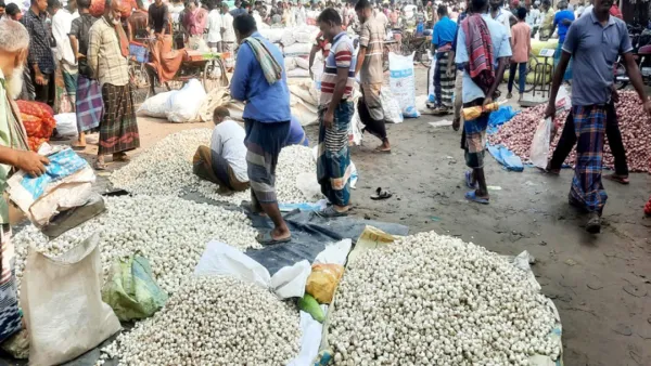 শৈলকুপায় রসুনের দাম দ্বিগুণ, বিপাকে নিম্ন আয়ের মানুষ