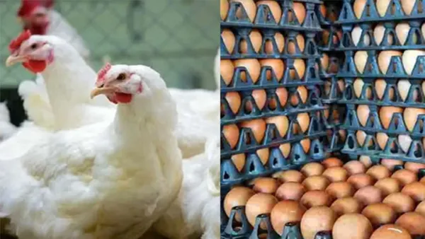 ডিম ও মুরগি উৎপাদন বন্ধের ঘোষণা প্রত্যাহার
