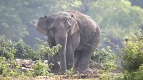 চকরিয়ায় বন্যহাতির আক্রমণে নারী নিহত