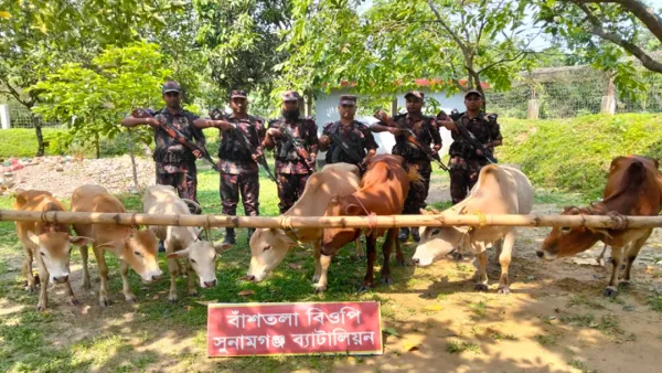 সুনামগঞ্জের দোয়ারাবাজার সীমান্ত থেকে ১১টি ভারতীয় গরু আটক