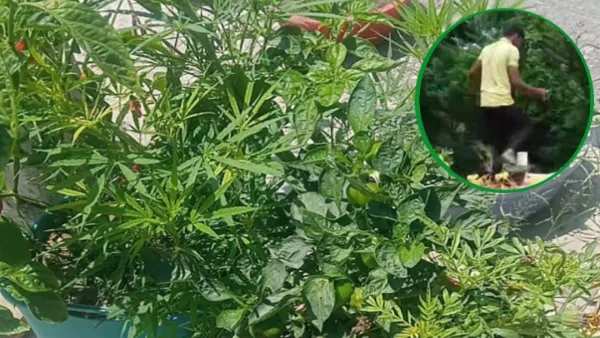 শরীয়তপুর সদর হাসপাতালের স্টাফ কোয়ার্টারের ছাদে গাঁজা চাষ 