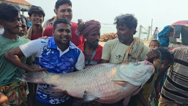 পদ্মায় ধরা পড়ল ২৮ কেজির কাতল, বিক্রি ৫০ হাজারে 