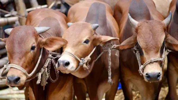পশুর দামে থাকবে স্বস্তি, পূরণ হবে চাহিদাও