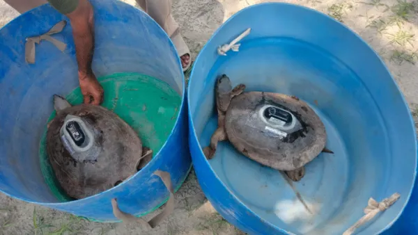 সুন্দরবনে মহাবিপন্ন 'বাটাগুর বাসকা'র ৬৫ বাচ্চার জন্ম