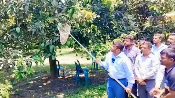 গোপালভোগ-গোবিন্দভোগে সাতক্ষীরার আম মৌসুম শুরু