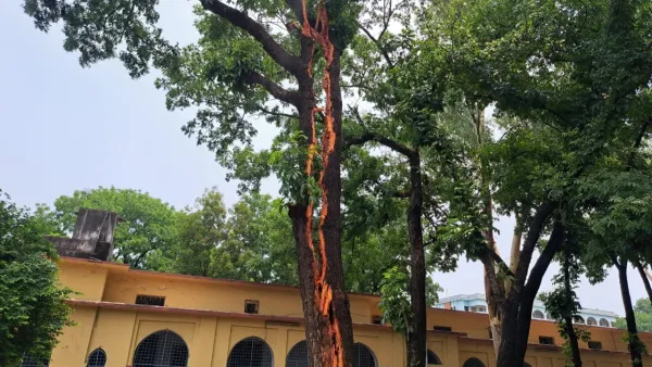 বজ্রপাতে দ্বিখণ্ডিত মেহগনি গাছ