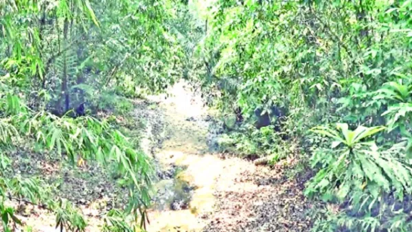 শুকিয়ে গেছে লাউয়াছড়া বনের পাহাড়ি ছড়াগুলো