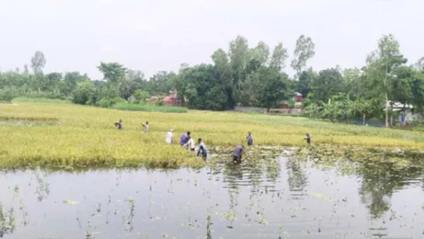 ভারী বর্ষণে তলিয়ে গেছে ক্ষেত 