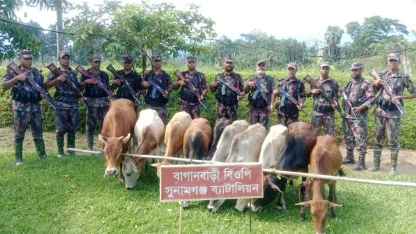 সুনামগঞ্জের সীমান্ত থেকে ১২টি ভারতীয় গরু আটক