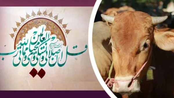 পশুর যেসব ত্রুটি থাকলে কোরবানি সহি হবে না