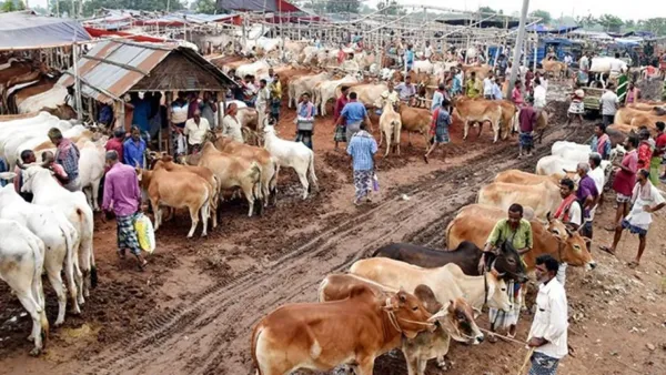 পশুর হাটে যাওয়ার আগের প্রস্তুতি