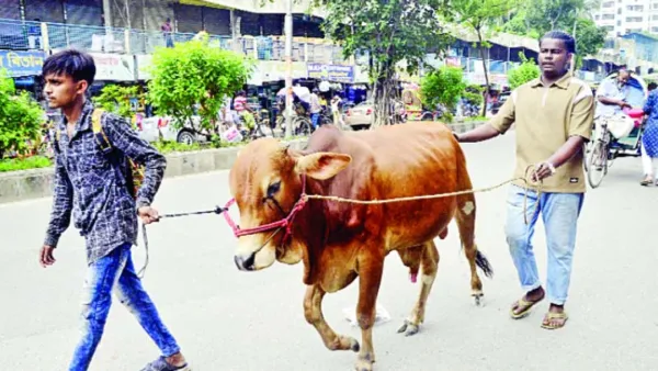 হাটে ক্রেতার চেয়ে গরু বেশি, স্বল্প লাভে ছাড়ছেন ব্যাপারীরা