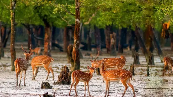 সুন্দরবনের কর্মকর্তা ও কর্মচারীদের ছুটি বাতিল