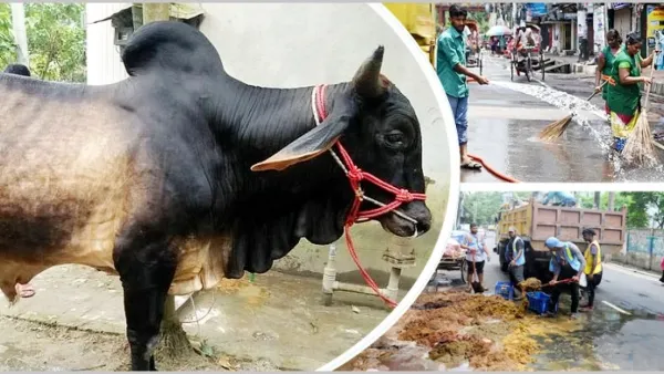 যেভাবে পরিষ্কার করবেন কোরবানির পশুর বর্জ্য