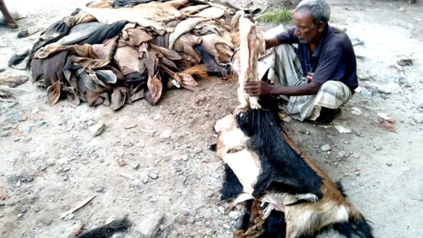 এক কাপ চায়ের দামে ছাগলের চামড়া