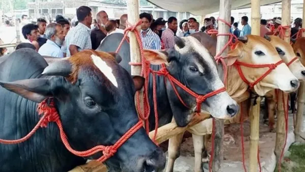 কোরবানির পশুর যেসব অংশ খাওয়া নিষিদ্ধ