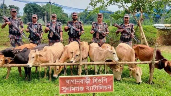 সুনামগঞ্জের সীমান্ত থেকে ৯ টি ভারতীয় গরু আটক