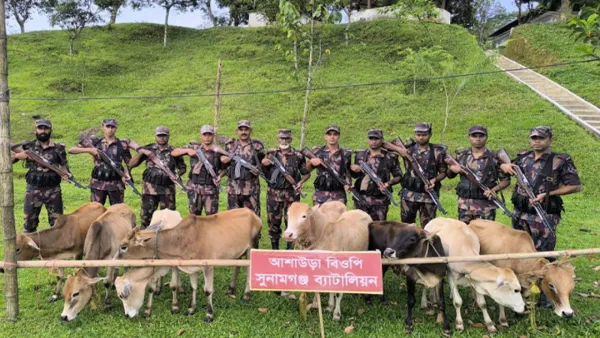 সুনামগঞ্জের আশাউড়া সীমান্তে ৯টি ভারতীয় গরু আটক 