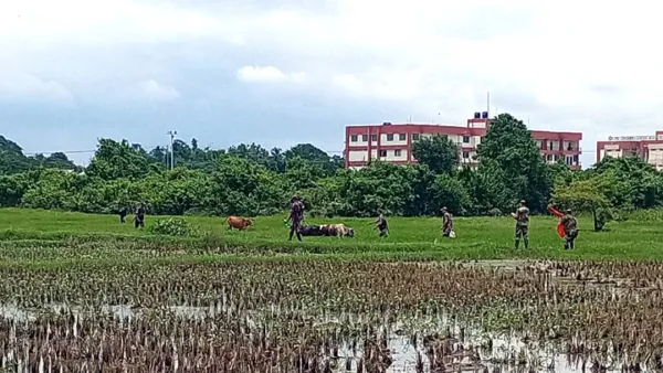 সীমান্ত থেকে বাংলাদেশিদের ১৫ গরু নিয়ে গেল বিএসএফ