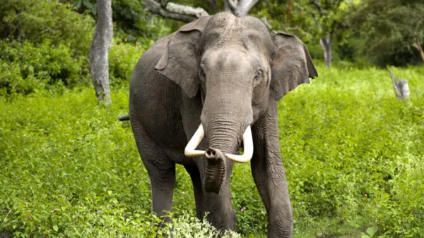 হাতির আক্রমণে দেড় বছরের শিশুর মৃত্যু