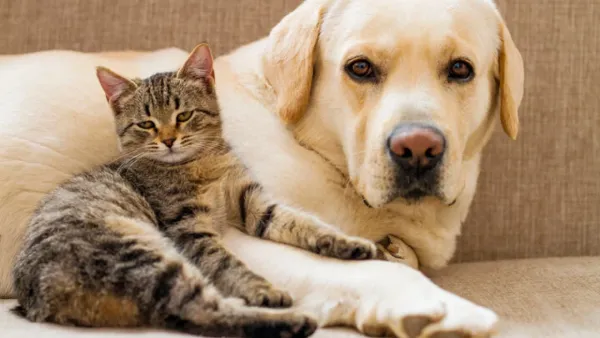 পোষা প্রাণী থেকে ছড়াতে পারে যে সব রোগ