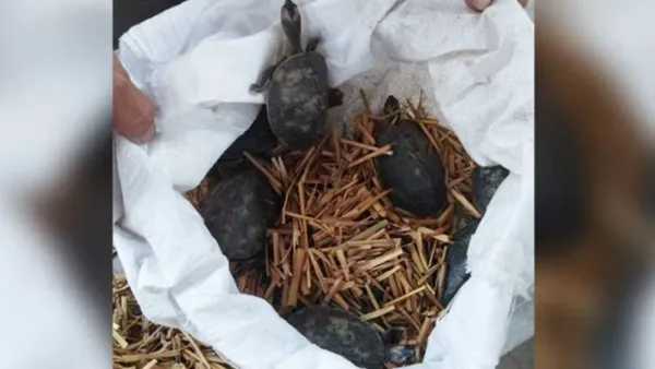 ভেড়ামারায় ক্রেতা সেজে ৬৭ কড়িকাইট্টা কচ্ছপ উদ্ধার করল র‍্যাব