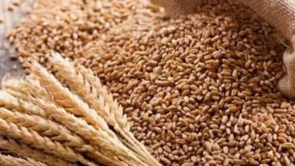 আরব আমিরাত থেকে ৫০ হাজার টন গম কিনবে সরকার