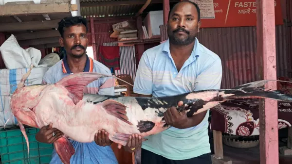 এক বাঘাইড়ের দাম ৫০ হাজার!