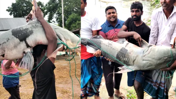 পদ্মার ৫০ কেজির বাঘাইড় ৭৭ হাজারে বিক্রি