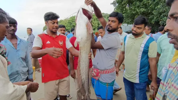 পদ্মায় জেলের ভেসাল জালে ধরা পড়ল বিশাল বোয়াল