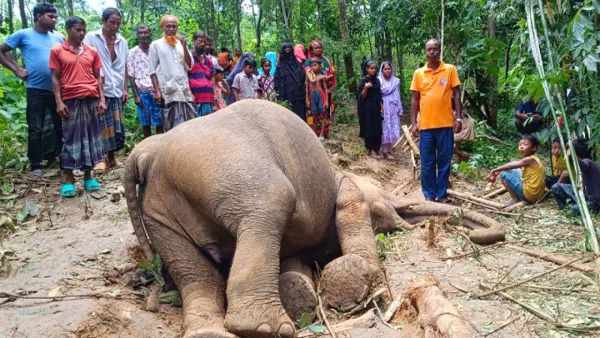 গারো পাহাড়ে বন্যহাতির মৃত্যু