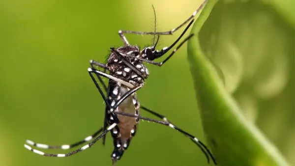 ডেঙ্গু নিয়ন্ত্রণ করুন