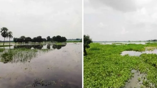 শার্শায় দুই বিলে ৫০০ একর ফসলি জমি পানির নিচে