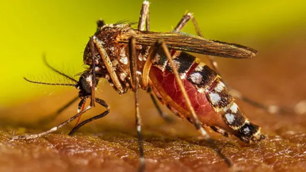 ডেঙ্গুজ্বরের ক্ষেত্রে যেসব তথ্য জেনে রাখা জরুরি