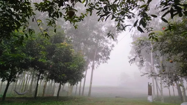 এই গরমে পঞ্চগড়ে দেখা মিলল ঘন কুয়াশার