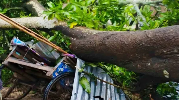 ঝড়ে গাছের নিচে চাপা পড়ে ভ্যানচালকের মৃত্যু