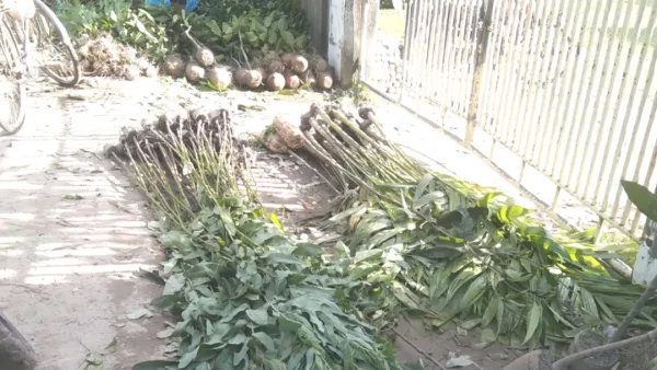 বিক্রি হচ্ছে পরিবেশের ক্ষতিকর ইউক্যালিপটাস গাছের চারা