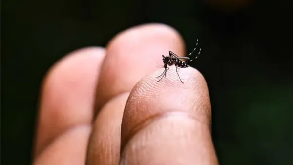 জলবায়ু পরিবর্তনে প্যাসিফিকে ডেঙ্গু জ্বরের প্রকোপ বৃদ্ধি