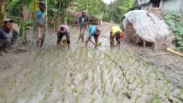 কাচা রাস্তায় ধানের চারা লাগিয়ে অভিনব প্রতিবাদ
