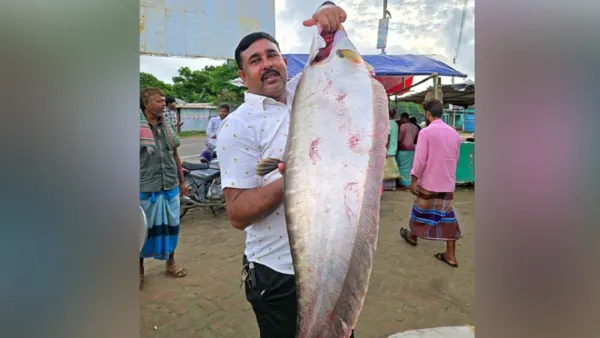 এক চিতল ২০ হাজারে বিক্রি!
